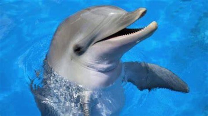 Dolphins have human personality traits •