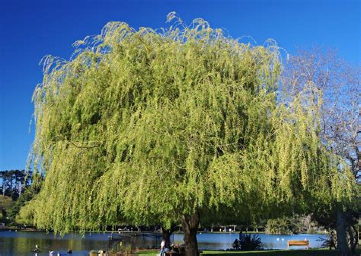 FileWeeping Willow.jpg Wikimedia Commons