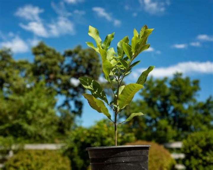 Pecan Tree Care and Growing Guide