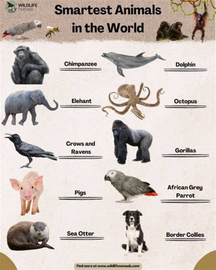 Smartest Animals 12 Species That Are Truly Genius Reader's Digest