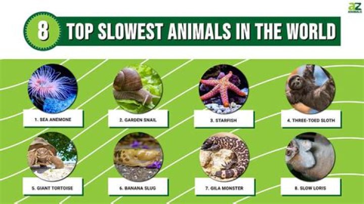 The Slowest Animals In The World WorldAtlas