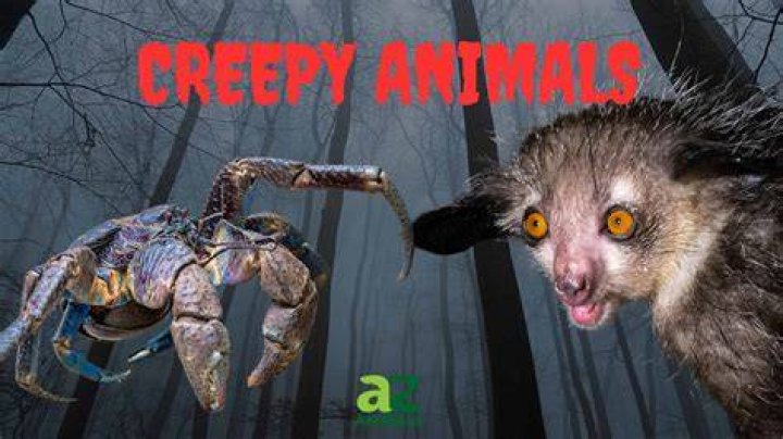 What Are the Scariest Animals on Earth? Heads Up by Boys' Life