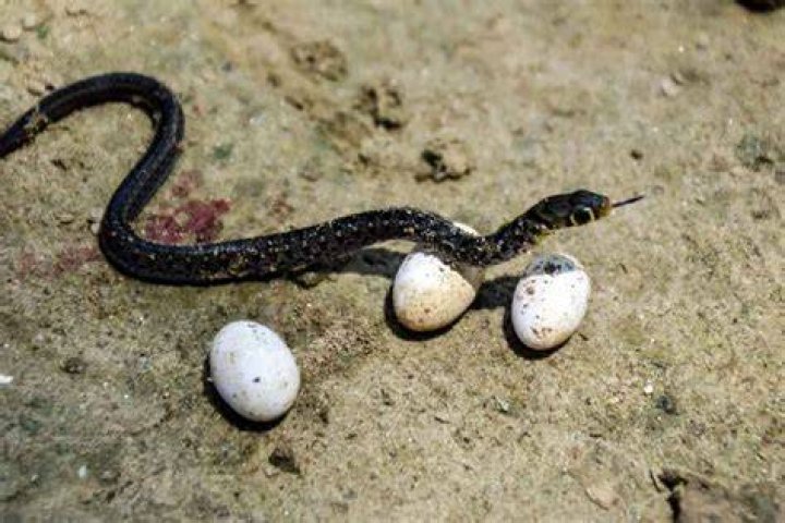 What Do Snake Eggs Look Like?